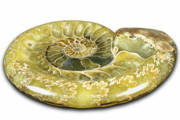 Polished Fossil Ammonite Dish - Madagascar #361377